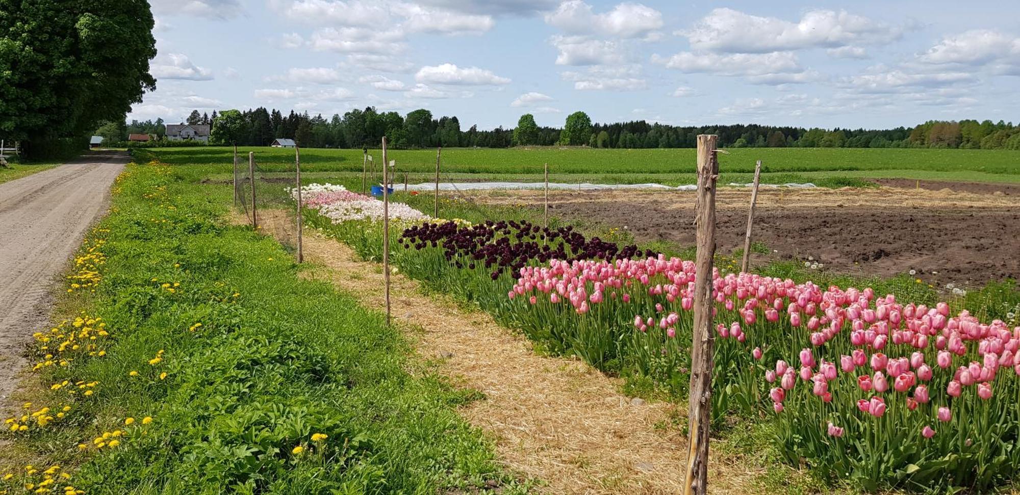 Moessebergs Vandrarhem Falköping Exterior foto